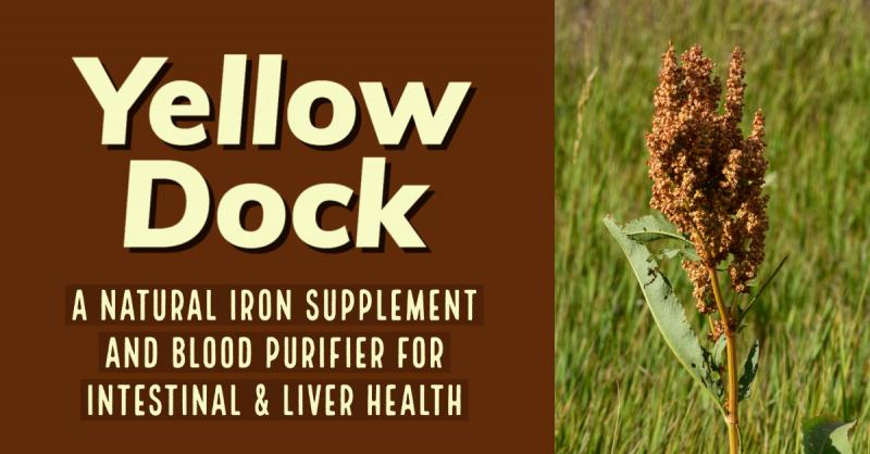 Yellow Dock: A Natural Iron Supplement and Blood Purifier for Intestinal & Liver Health